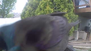 common grackle