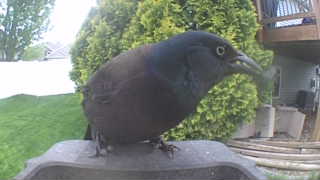 common grackle