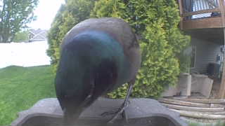 common grackle