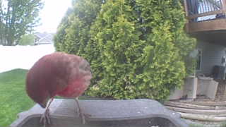 house finch