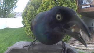 common grackle