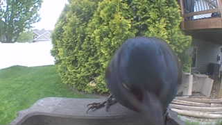 common grackle