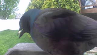 common grackle
