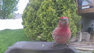 house finch