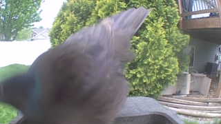 common grackle