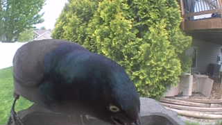 common grackle