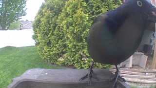 common grackle