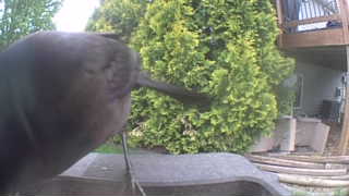 common grackle