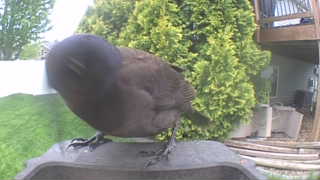 brown-headed cowbird