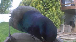 common grackle