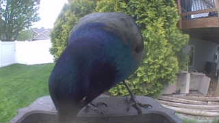 common grackle