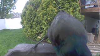 common grackle