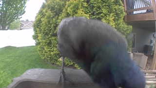 common grackle