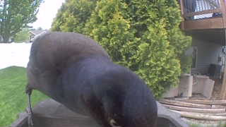 common grackle