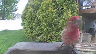 house finch