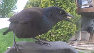 common grackle