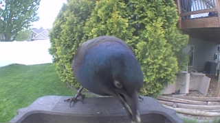 common grackle
