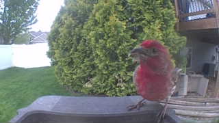 house finch