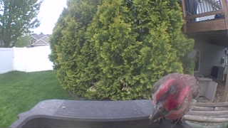 wild turkey