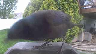 common grackle