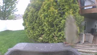 house sparrow