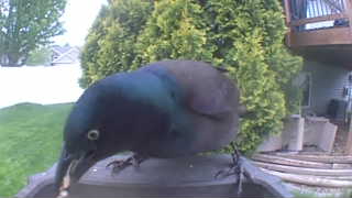 common grackle