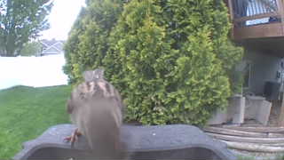 house sparrow