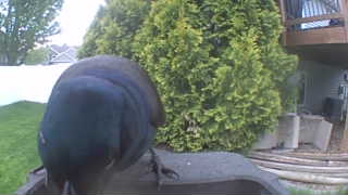 common grackle