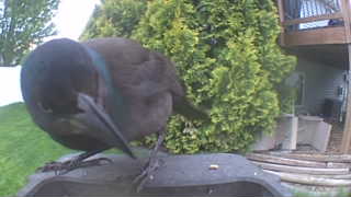 common grackle