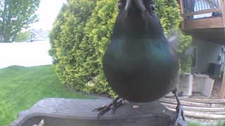 common grackle