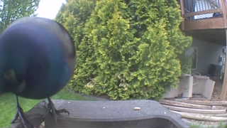common grackle