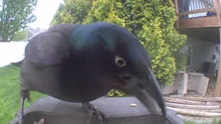 common grackle
