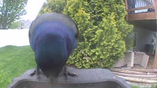 common grackle
