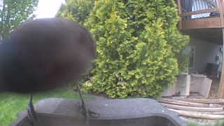 american crow