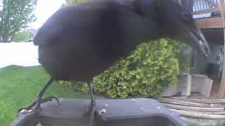 american crow