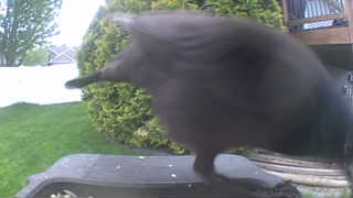 american crow