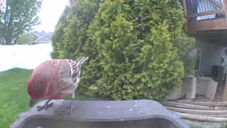 yellow-bellied sapsucker