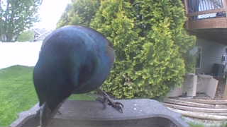 common grackle