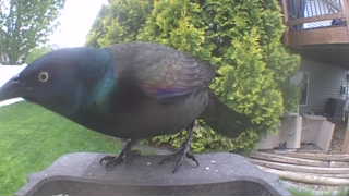 common grackle