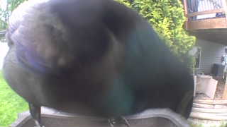 american crow
