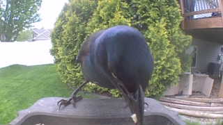 common grackle
