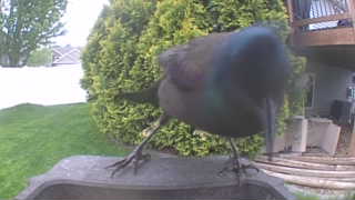 common grackle