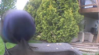 common grackle