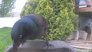 common grackle