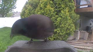 common grackle