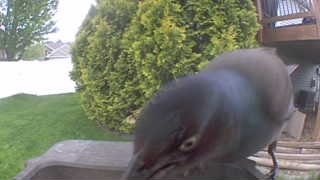 common grackle