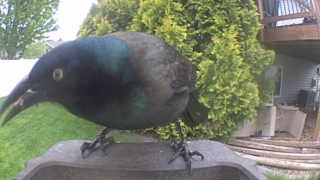 common grackle