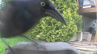 common grackle