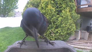 american crow