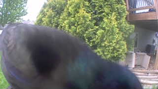 common grackle